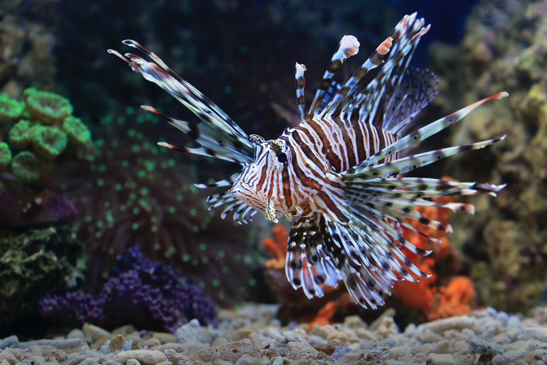 close up photo of a red lionfish