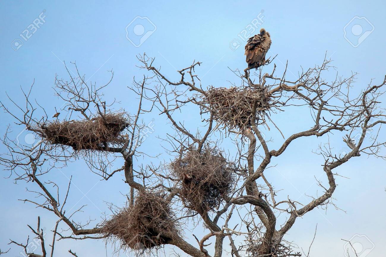 vulture and nests